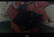 image.png (736×1 px, 1 MB)